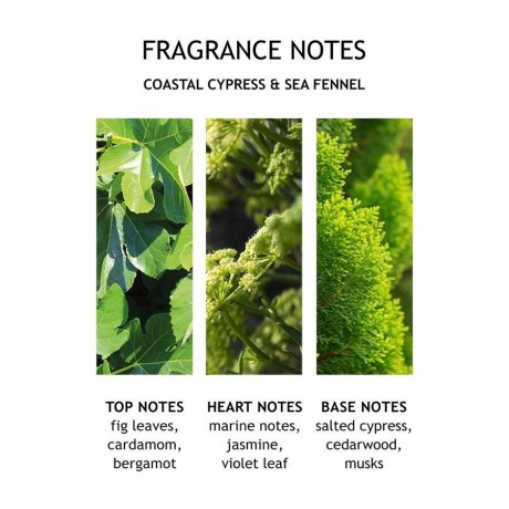 Molton Brown Coastal Cypress & Sea Fennel Bath & Shower Gel  Гель для ванны и душа «Прибрежный кипарис и морской фенхель»