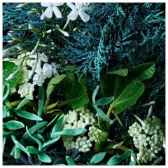 Molton Brown Coastal Cypress &amp; Sea Fennel Bath &amp; Shower Gel  Гель для ванны и душа «Прибрежный кипарис и морской фенхель»