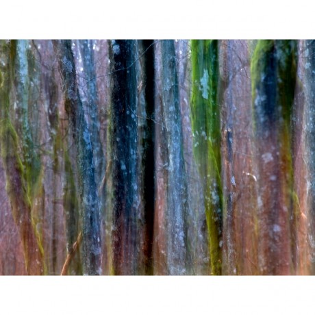 CALVENDO Puzzle CALVENDO Puzzle Baumsymfonie Пазл CALVENDO Пазл дерево симфония