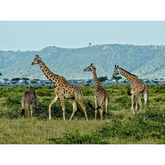 CALVENDO Puzzle CALVENDO Puzzle Giraffen....anmutig und grazios Пазл CALVENDO Пазл жирафы... грациозные и грациозные