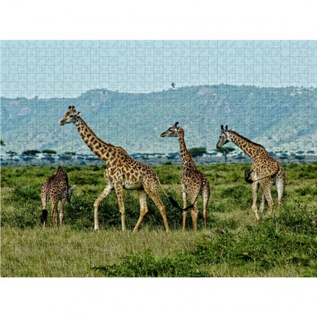 CALVENDO Puzzle CALVENDO Puzzle Giraffen....anmutig und grazios Пазл CALVENDO Пазл жирафы... грациозные и грациозные