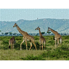 CALVENDO Puzzle CALVENDO Puzzle Giraffen....anmutig und grazios Пазл CALVENDO Пазл жирафы... грациозные и грациозные