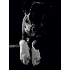 CALVENDO Puzzle CALVENDO Puzzle Nelly Пазл CALVENDO Пазл Нелли