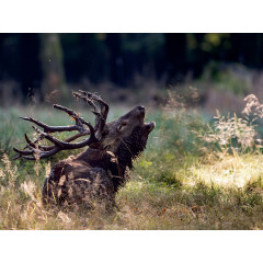 CALVENDO Puzzle CALVENDO Puzzle Emotionale Momente: Hirschbrunft. Part III. Пазл CALVENDO Пазл Эмоциональные моменты: Оленья гонка. Часть 3