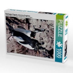 CALVENDO Puzzle CALVENDO Puzzle Rockhopper Pinguine Пазл CALVENDO Puzzle Пингвины Rockhopper
