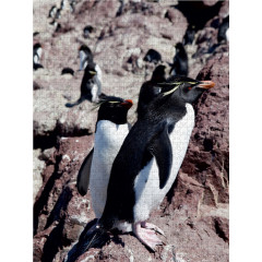 CALVENDO Puzzle CALVENDO Puzzle Rockhopper Pinguine Пазл CALVENDO Puzzle Пингвины Rockhopper