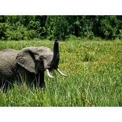 CALVENDO Puzzle CALVENDO Puzzle Elefant....in freier Wildbahn Пазл CALVENDO Puzzle Elephant....в дикой природе