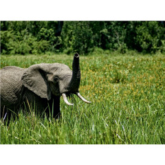 CALVENDO Puzzle CALVENDO Puzzle Elefant....in freier Wildbahn Пазл CALVENDO Puzzle Elephant....в дикой природе