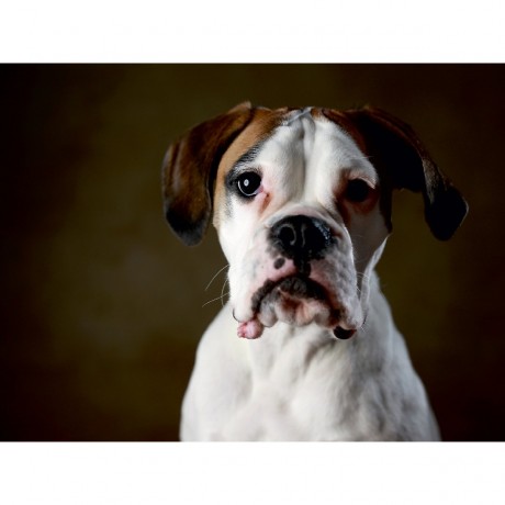 CALVENDO Puzzle CALVENDO Puzzle Zira Пазл CALVENDO Пазл Зира