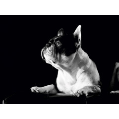 CALVENDO Puzzle CALVENDO Puzzle Juno Пазл CALVENDO Пазл Юнона