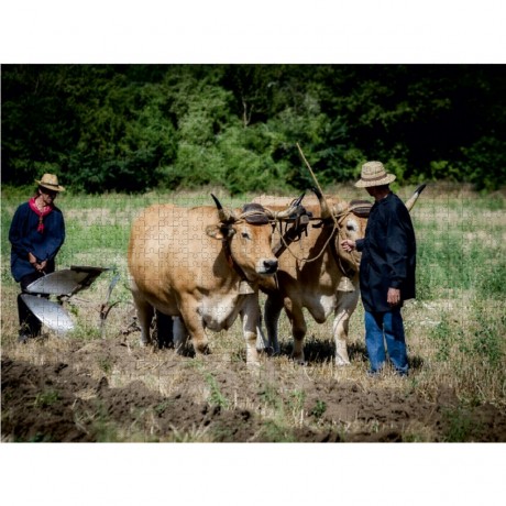 CALVENDO Puzzle CALVENDO Puzzle Feldarbeit mit zwei Rindern Пазл CALVENDO Puzzle Полевые работы с двумя коровами