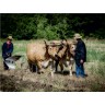 CALVENDO Puzzle CALVENDO Puzzle Feldarbeit mit zwei Rindern Пазл CALVENDO Puzzle Полевые работы с двумя коровами