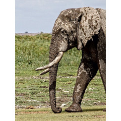 CALVENDO Puzzle CALVENDO Puzzle Elefant....in Bewegung Пазл CALVENDO Puzzle слон....в движении