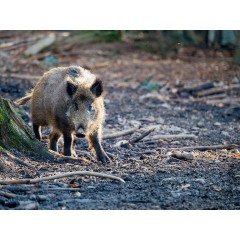 CALVENDO Puzzle CALVENDO Puzzle Wildschwein Пазл CALVENDO Пазл Кабан
