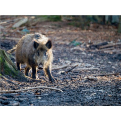 CALVENDO Puzzle CALVENDO Puzzle Wildschwein Пазл CALVENDO Пазл Кабан