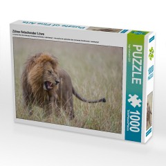 CALVENDO Puzzle CALVENDO Puzzle Zahne fletschender Lowe Пазл CALVENDO Puzzle Оскаленные зубы льва