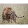 CALVENDO Puzzle CALVENDO Puzzle Zahne fletschender Lowe Пазл CALVENDO Puzzle Оскаленные зубы льва