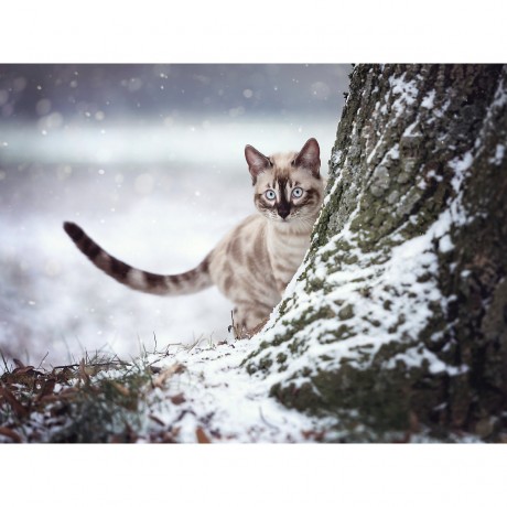 CALVENDO Puzzle CALVENDO Puzzle Versteckt Пазл CALVENDO Puzzle Hidden