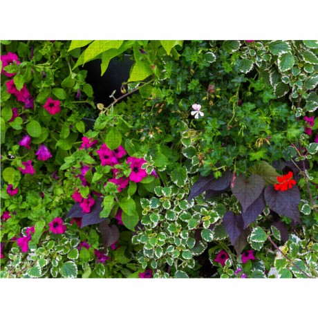 CALVENDO Puzzle CALVENDO Puzzle Sommerblumen und Stauden Пазл CALVENDO Puzzle Летние цветы и многолетники