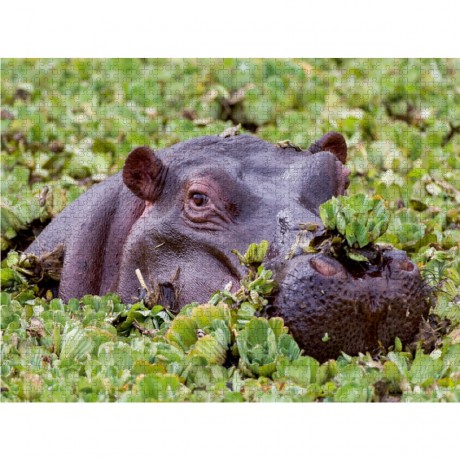 CALVENDO Puzzle CALVENDO Puzzle Oktober: Das Flusspferd mit Nasenschmuck. Пазл CALVENDO Puzzle October: Бегемот с украшением в носу.