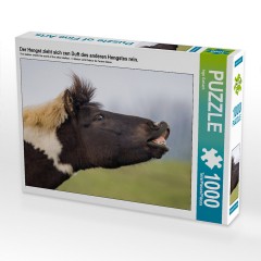 CALVENDO Puzzle CALVENDO Puzzle Der Hengst zieht sich cen Duft des anderen Hengstes rein. Головоломка CALVENDO Puzzle Жеребец чувствует запах другого жеребца.