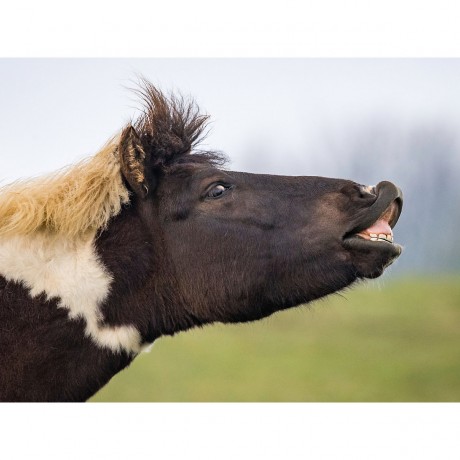 CALVENDO Puzzle CALVENDO Puzzle Der Hengst zieht sich cen Duft des anderen Hengstes rein. Головоломка CALVENDO Puzzle Жеребец чувствует запах другого жеребца.