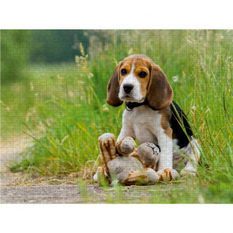 CALVENDO Puzzle CALVENDO Puzzle Beagle-Welpe mit Teddy Пазл CALVENDO Puzzle Щенок бигля с мишкой