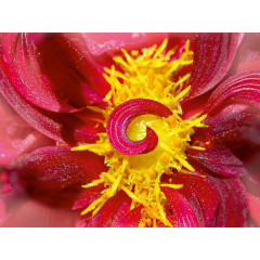 CALVENDO Puzzle CALVENDO Puzzle Eye-Herz Пазл CALVENDO Puzzle Глаз-Сердце