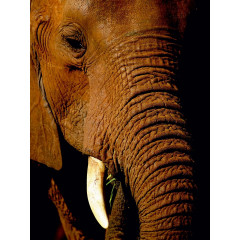 CALVENDO Puzzle CALVENDO Puzzle Elefant.....Auge in Auge Пазл CALVENDO Puzzle слон.....глаза в глаза