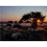 CALVENDO Puzzle CALVENDO Puzzle Akazienbaum in der Kalahari-Wuste in Namibia Пазл CALVENDO Puzzle Дерево акации в пустыне Калахари в Намибии