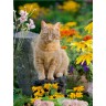 CALVENDO Puzzle CALVENDO Puzzle Roter Gartentiger zwischen Sommerblumen Пазл CALVENDO Puzzle Красный садовый тигр среди летних цветов