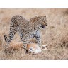 CALVENDO Puzzle CALVENDO Puzzle Emotionale Momente: Leoparden Пазл CALVENDO Puzzle Эмоциональные моменты: леопарды