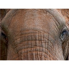 CALVENDO Puzzle CALVENDO Puzzle Emotional Moments: die sogenannten Big Five. Пазл CALVENDO Puzzle Эмоциональные моменты: так называемая Большая пятерка.