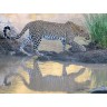 CALVENDO Puzzle CALVENDO Puzzle Leopard auf Pirschgang am Talek River Пазл CALVENDO Puzzle Леопард на сафари на реке Талек