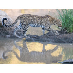 CALVENDO Puzzle CALVENDO Puzzle Leopard auf Pirschgang am Talek River Пазл CALVENDO Puzzle Леопард на сафари на реке Талек