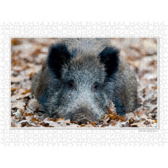 CALVENDO Puzzle CALVENDO Puzzle Emotionale Momente: Das Wildschwein. \/ CH-Version Пазл CALVENDO Пазл Эмоциональные моменты: Кабан. \/ версия CH