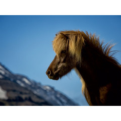 CALVENDO Puzzle CALVENDO Puzzle Beautiful Nature Пазл CALVENDO Puzzle Красивая Природа