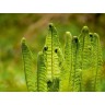 CALVENDO Puzzle CALVENDO Puzzle Die im Schatten wachsen Пазл CALVENDO Puzzle Что растет в тени
