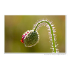 CALVENDO Puzzle CALVENDO Puzzle Emotionale Momente: Die Blumenwiese. \/ CH-Version Пазл CALVENDO Пазл Эмоциональные моменты: Цветочная поляна. \/ версия CH