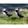 CALVENDO Puzzle CALVENDO Puzzle Papageientaucher auf der Insel Papey Пазл CALVENDO Puzzle Puffins на острове Папей
