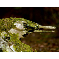 CALVENDO Puzzle CALVENDO Puzzle Grungesichtige Wurzelente Пазл CALVENDO Puzzle Гранжевая утка