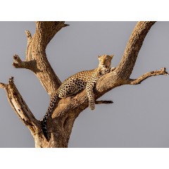 CALVENDO Puzzle CALVENDO Puzzle Ruhender Leopard in der Abensonne. Masai Mara Пазл CALVENDO Puzzle Отдыхающий леопард в лучах вечернего солнца. Масаи Мара