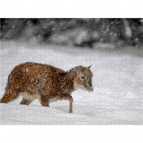 CALVENDO Puzzle CALVENDO Puzzle Emotionale Momente: Muffelwild. Пазл CALVENDO Пазл Эмоциональные моменты: муфлон.