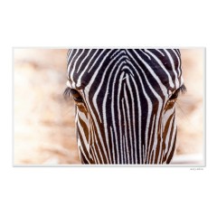 CALVENDO Puzzle CALVENDO Puzzle Emotional Moments: Die Augen der Tiere. UK-Version Пазл CALVENDO Puzzle Emotional Moments: Глаза животных. версия для Великобритании