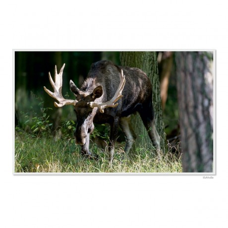 CALVENDO Puzzle CALVENDO Puzzle Emotionale Momente: Europaischer Elch Part II Пазл CALVENDO Puzzle Emotional Moments: European Moose Part II
