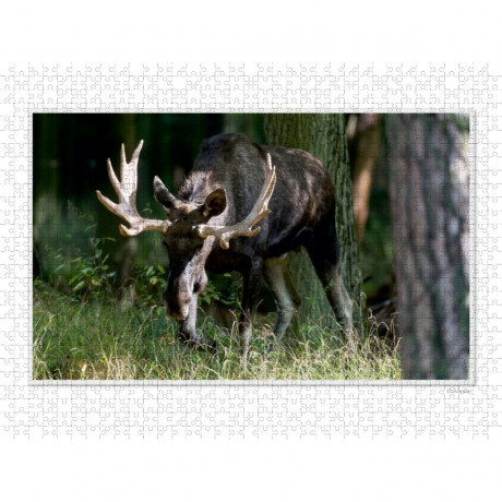 CALVENDO Puzzle CALVENDO Puzzle Emotionale Momente: Europaischer Elch Part II Пазл CALVENDO Puzzle Emotional Moments: European Moose Part II