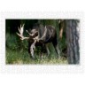 CALVENDO Puzzle CALVENDO Puzzle Emotionale Momente: Europaischer Elch Part II Пазл CALVENDO Puzzle Emotional Moments: European Moose Part II