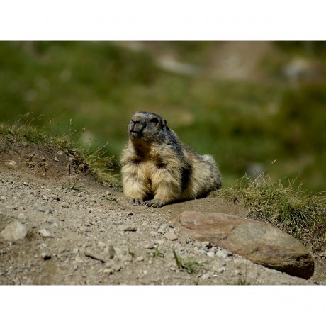 CALVENDO Puzzle CALVENDO Puzzle Sonnenbad....die Sonne geniessen Пазл CALVENDO Puzzle Sunbath....наслаждайся солнцем