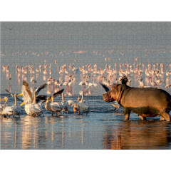 CALVENDO Puzzle CALVENDO Puzzle Januar: Ein Flusspferd vertreibt die Pelikane am Lake Nakuru in Kenia. Пазл CALVENDO Puzzle Январь: Бегемот отгоняет пеликанов на озере Накуру в Кении.