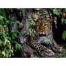 CALVENDO Puzzle CALVENDO Puzzle Leopard im Geholz Пазл CALVENDO Puzzle Леопард в лесу